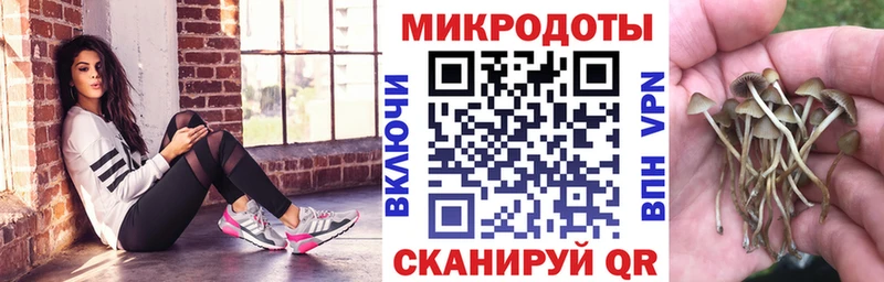 наркошоп  Шатура  Псилоцибиновые грибы мицелий 